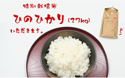 特別栽培米 ひのひかり 27kg（白米）田中農場 - 佐賀県小城市
