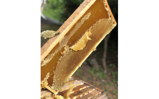 坂井養蜂場　昔ながらの蜂蜜　1000ｇ