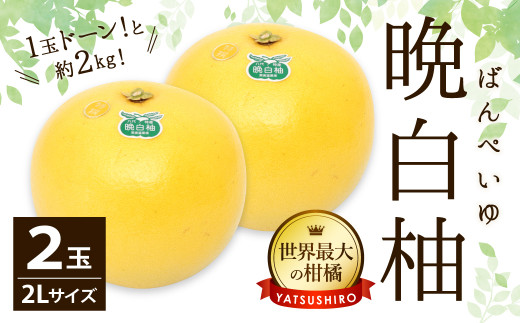 八代市 晩白柚 2lサイズ 1玉約 2kg 2玉入り 柑橘 ばんぺいゆ 熊本県八代市 ふるさと納税 ふるさとチョイス