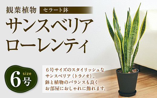 観葉植物 サンスベリア ローレンティ 6号 セラート鉢植え 新生活 一人暮らし 引っ越し 40pt 長崎県大村市 ふるさとチョイス ふるさと納税サイト