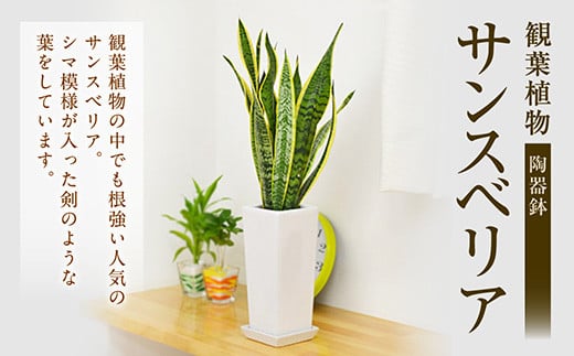 観葉植物 サンスベリア 陶器鉢植え 植物 インテリア 角型 新生活 