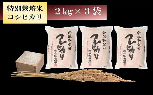 D08 【令和４年産】特別栽培米コシヒカリ