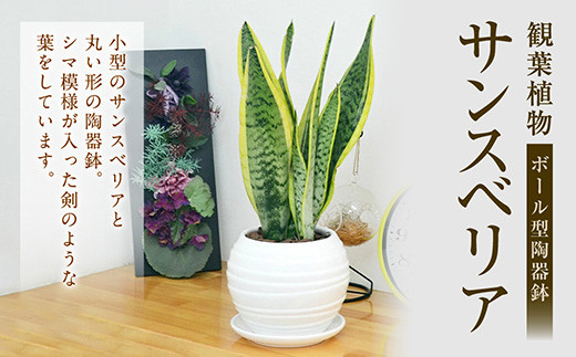 観葉植物 サンスベリア ボール型 陶器鉢 選べる鉢色 黒 新生活 一人暮らし 引っ越し 40pt 長崎県大村市 ふるさとチョイス ふるさと納税サイト