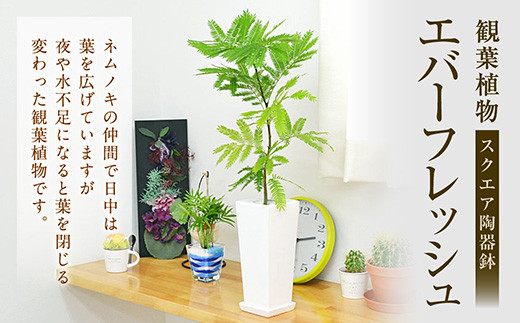 観葉植物 エバーフレッシュ ネムノキ スクエア 陶器鉢 角型 40pt ポイントのみ 長崎県大村市 ふるさと納税 ふるさとチョイス