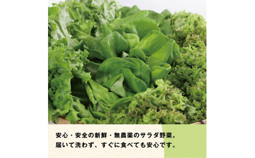 10-03 植物工場産野菜・お徳用12セット（１年契約）１セット×１２回