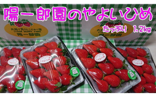 群馬県一押しの「やよいひめ」を1.2kgでお届けします