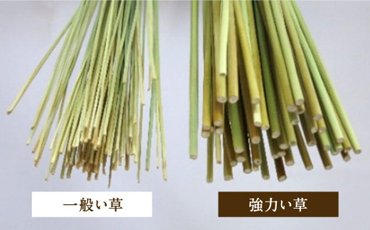 酒井農産 強力ねござ【セミダブルサイズ】幅120cm×長195cm