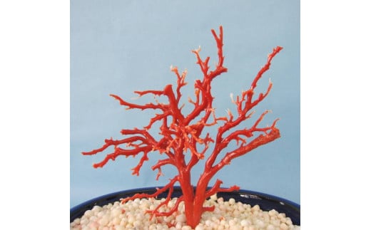 珊瑚職人館の珊瑚の原木・拝見・置物(g5)