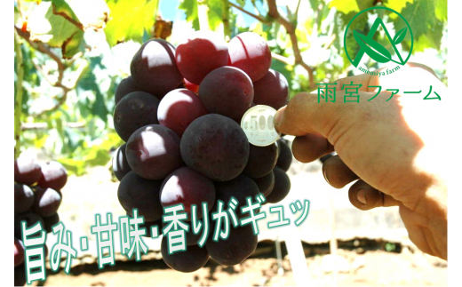 B-451．【先行予約】朝採り直送大粒ピオーネ（種無し）1.3kg以上【3Lサイズ2房】(AF)