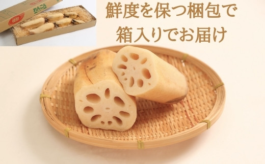 福袋セール 100g kinako様専用 れんこん 5キロ navis.co.jp