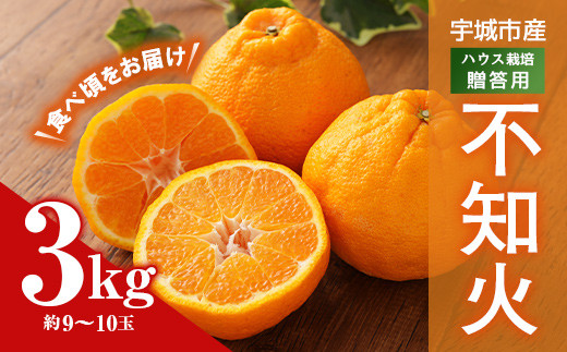 宇城市産 ハウス栽培 贈答用 不知火 3kg(約9~10玉)うちやま果樹園