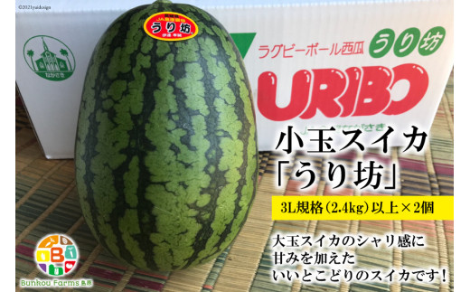 Ae276小玉スイカ うり坊 3l 2個 名水百選の里 島原産 長崎県島原市 ふるさと納税 ふるさとチョイス