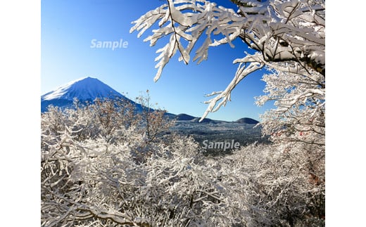 富士山フォトパネル（雪景色） NSF005 586982 - 山梨県鳴沢村