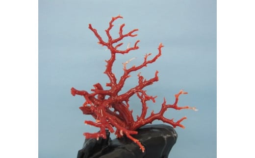 珊瑚職人館の珊瑚の原木・拝見・置物（g15）