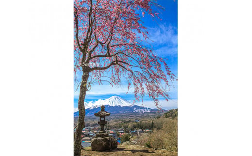 富士山フォトパネル（桜） NSF010 586987 - 山梨県鳴沢村