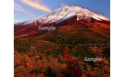 富士山フォトパネル（秋の夕暮れ） NSF003 586980 - 山梨県鳴沢村