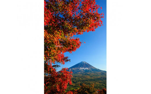 富士山フォトパネル（紅葉） NSF009 586986 - 山梨県鳴沢村