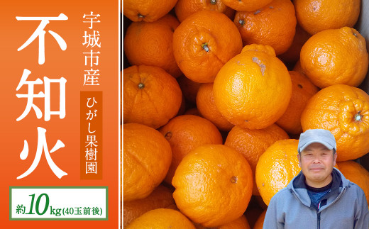 不知火 約10kg(40玉前後)ひがし果樹園 宇城市産 果物 フルーツ