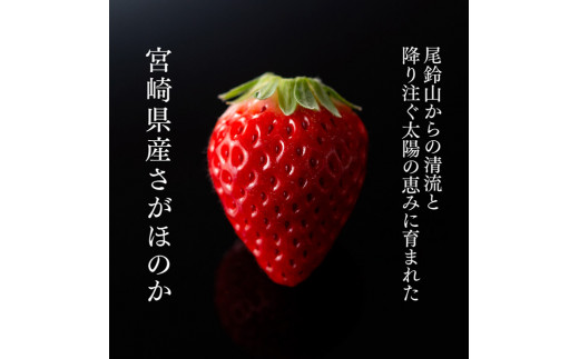 数量限定※《発送月が選べる》宮崎県産いちご「さがほのか」 230g×4