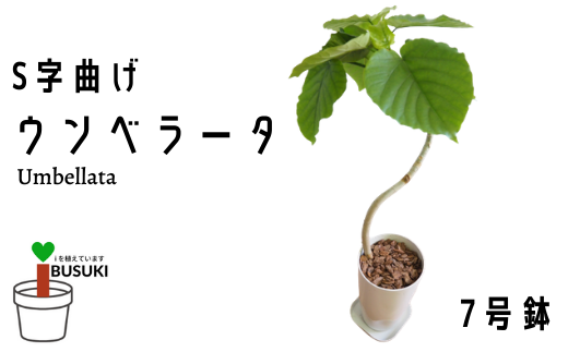 観葉植物 S字曲げウンベラータ7号鉢 弓指園芸 鹿児島県指宿市 ふるさと納税 ふるさとチョイス