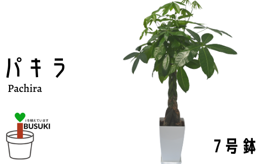 観葉植物 パキラ7号 Green Base 鹿児島県指宿市 ふるさと納税 ふるさとチョイス