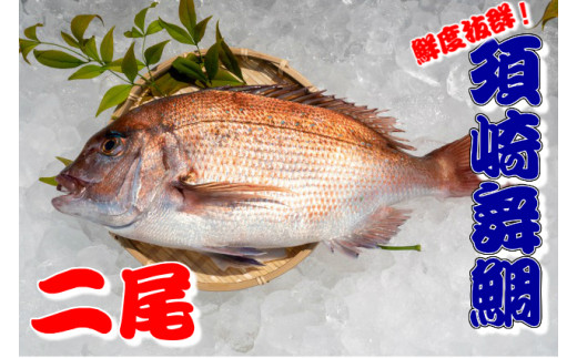 【期間限定！】漁師自慢の逸品「須崎舞鯛」 お刺身用2匹分  NG003