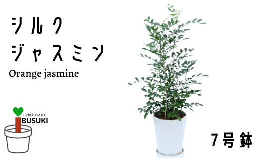 観葉植物 シルクジャスミン7号鉢 鎌ヶ迫園芸場 鹿児島県指宿市 ふるさと納税 ふるさとチョイス