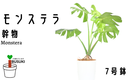 観葉植物 モンステラ幹物7号 Green Farm M 鹿児島県指宿市 ふるさと納税 ふるさとチョイス