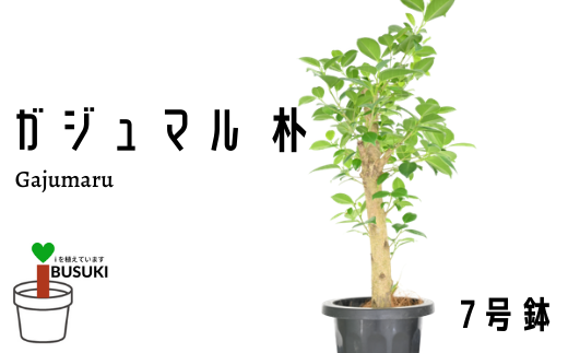 観葉植物 ガジュマル 朴 ７号鉢 Green Farm M 鹿児島県指宿市 ふるさと納税 ふるさとチョイス