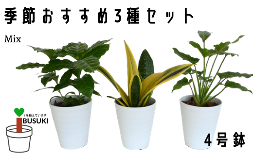 観葉植物 生産者におまかせ 季節おすすめ3種セット 4号鉢 3 Green Base 鹿児島県指宿市 ふるさと納税 ふるさとチョイス