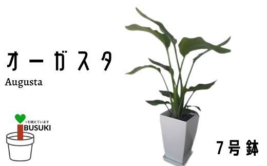 観葉植物 オーガスタ7号 Green Base 鹿児島県指宿市 ふるさと納税 ふるさとチョイス