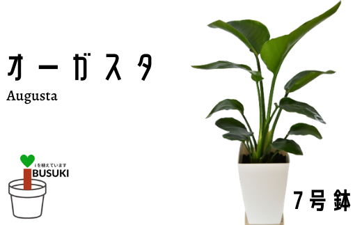 観葉植物 オーガスタ7号鉢 いぶすき農業協同組合 鹿児島県指宿市 ふるさと納税 ふるさとチョイス