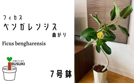 観葉植物 フィカス ベンガレンシス7号曲がり 鎌ヶ迫園芸場 鹿児島県指宿市 ふるさと納税 ふるさとチョイス