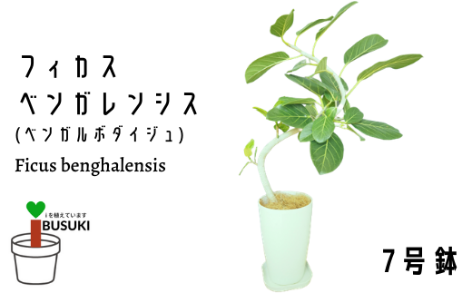 観葉植物 フィカス ベンガレンシス ベンガルボダイジュ 7号 弓指園芸 3864 鹿児島県指宿市 Au Pay ふるさと納税