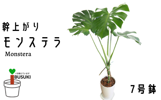 観葉植物 幹上がりモンステラ7号 弓指園芸 鹿児島県指宿市 ふるさと納税 ふるさとチョイス