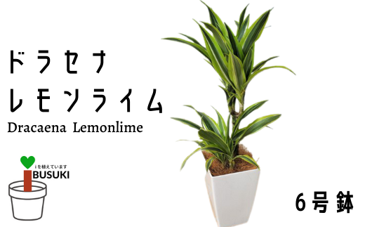 観葉植物 ドラセナレモンライム6号 Green Base 鹿児島県指宿市 ふるさと納税 ふるさとチョイス