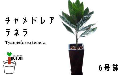 観葉植物 チャメドレア テネラ6号陶器 トロピカルフルーツ プランツ 鹿児島県指宿市 ふるさと納税 ふるさとチョイス