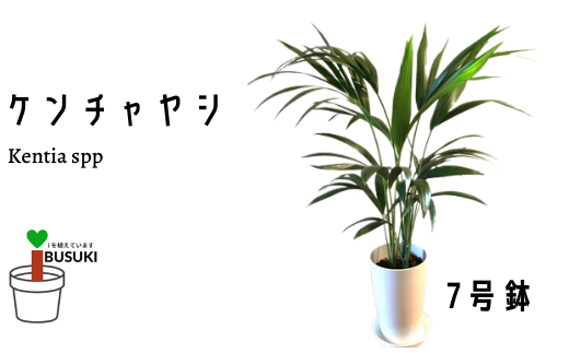 観葉植物 ケンチャヤシ7号 前園植物園 鹿児島県指宿市 ふるさと納税 ふるさとチョイス