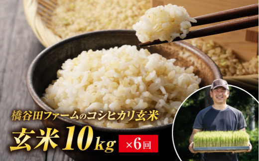 橋谷田ファームのコシヒカリ 玄米10kg