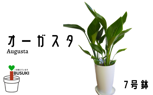 観葉植物 オーガスタ7号鉢 弓指園芸 鹿児島県指宿市 ふるさと納税 ふるさとチョイス