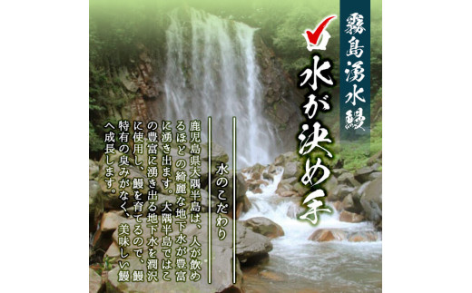 B0 0 志布志の恵みセット 霧島湧水鰻2尾 ちりめん きびなご一夜干し 福茶の粉茶 鹿児島県志布志市 ふるさと納税 ふるさとチョイス