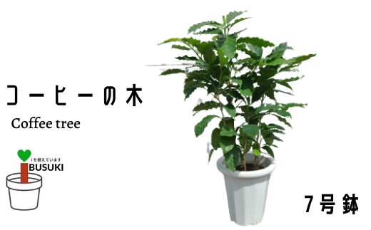 観葉植物】コーヒーの木7号(Green Base/A-136)南国鹿児島県で育った