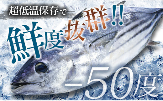 ≪訳あり≫規格外!!新鮮かつおのタタキ(計1.5kg) 魚 魚介 鰹 国産 B141