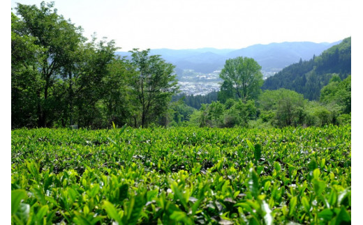 摘採間近の紅茶農園。