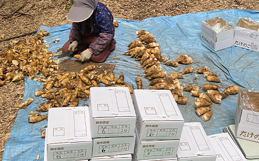 朝堀り 筍 約4kg たけのこ タケノコ 野菜 熊本県産 九州産 国産 熊本県益城町 ふるさと納税 ふるさとチョイス