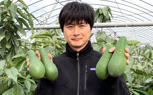 【2021年10月上旬～発送】 国産 アボカド 3玉 合計約500g以上 野菜 果物