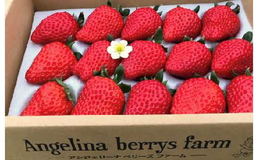 Angelina berrys farm いちご詰合せ　【11218-0297】