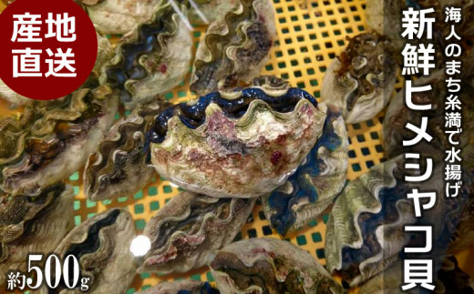 【産地直送】「海人のまち」で水揚げ！新鮮なヒメシャコ貝 約500g