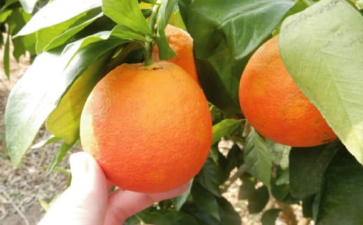 自然豊かな国立公園三瓶山で育ったブラッドオレンジをお届けします。