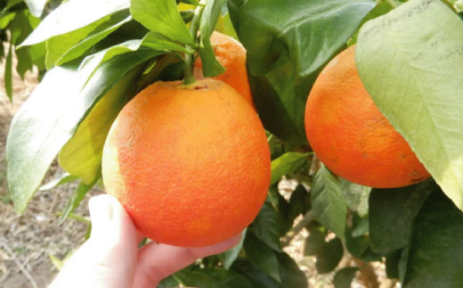 雪の積もる冬の寒さを耐え抜いたブラッドオレンジ